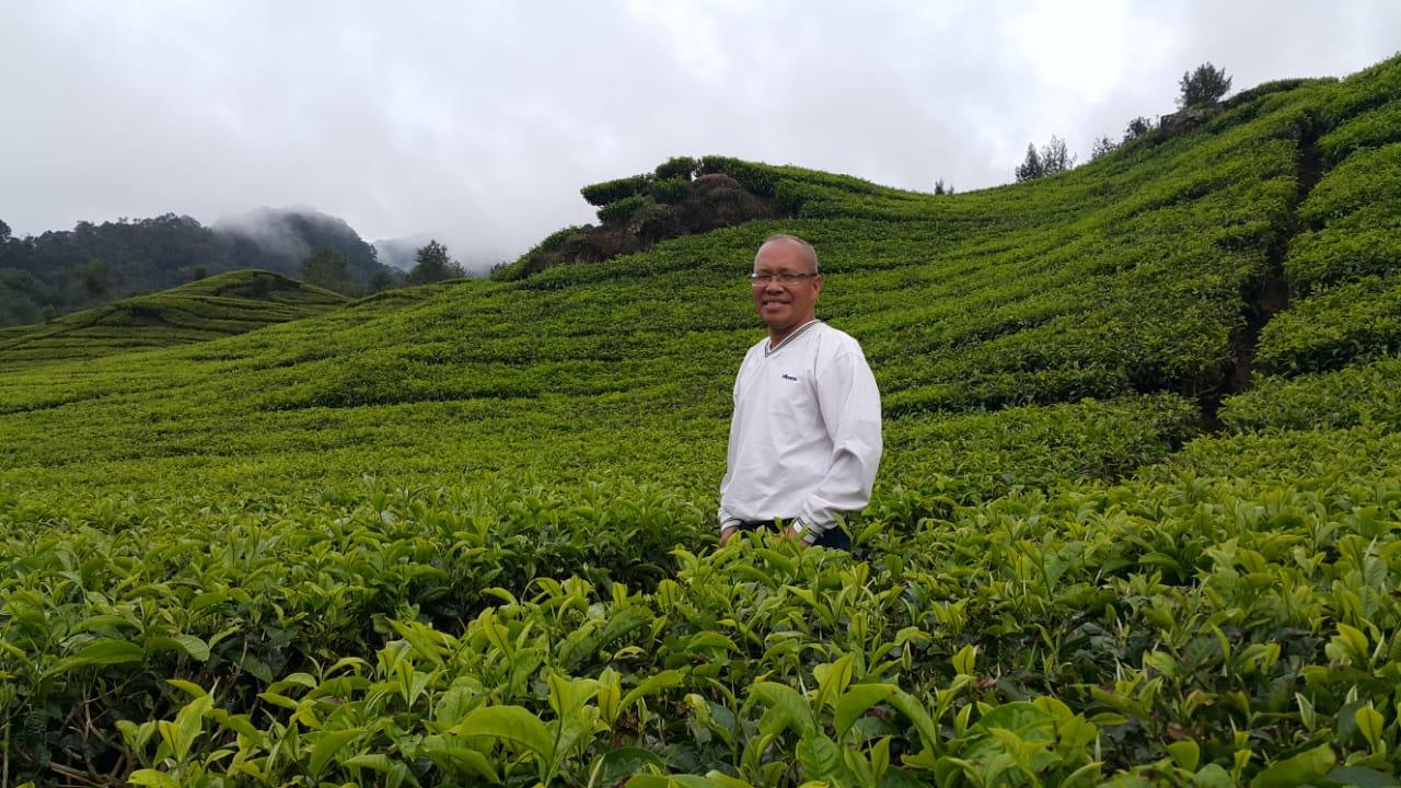 kebun teh